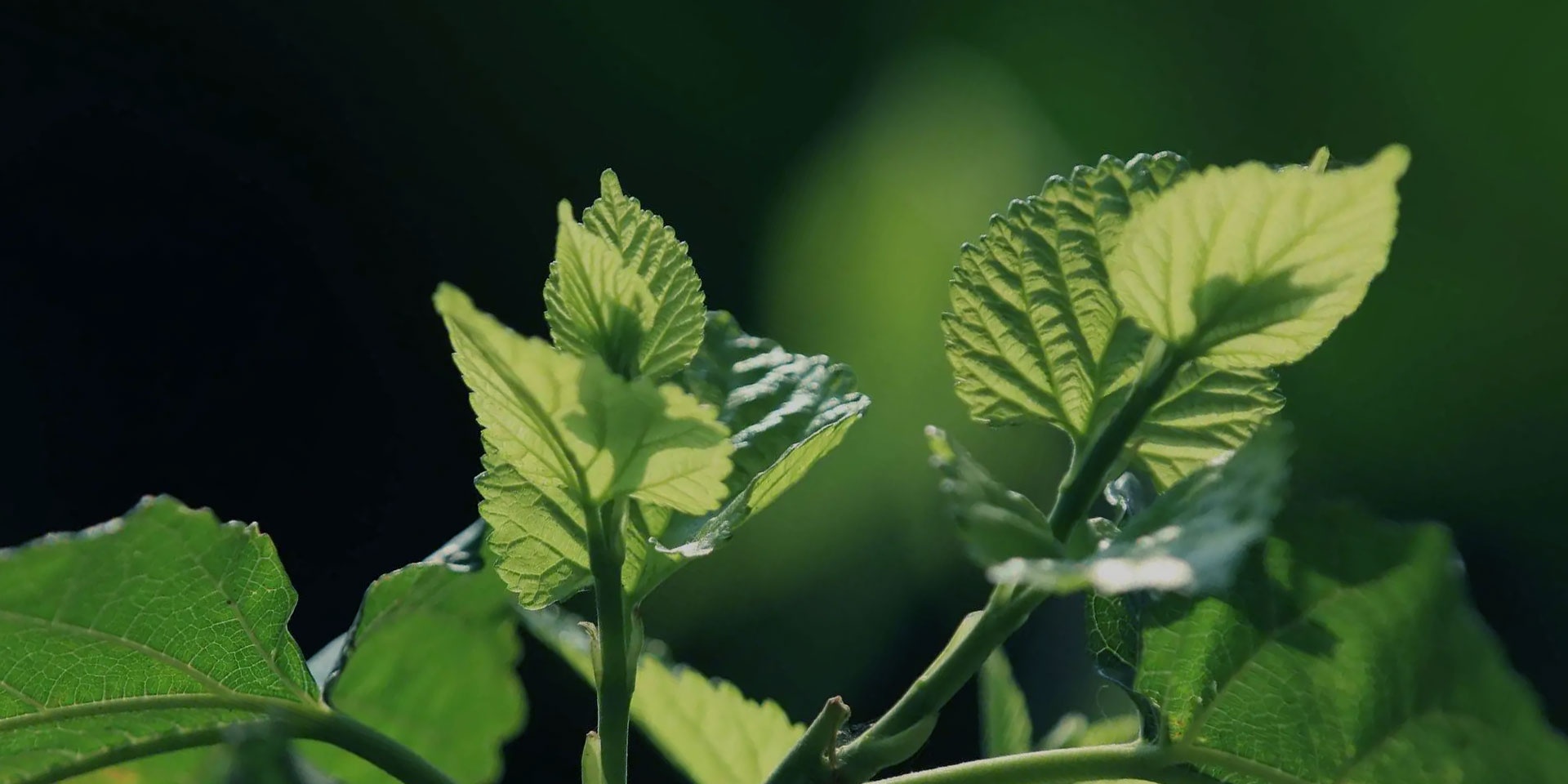 英国·威廉希尔(williamhill)唯一中文官方网站